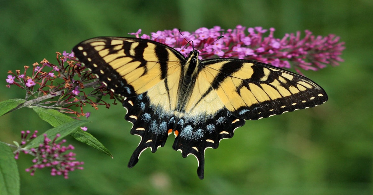 List of Butterflies of Wisconsin Learn About Nature