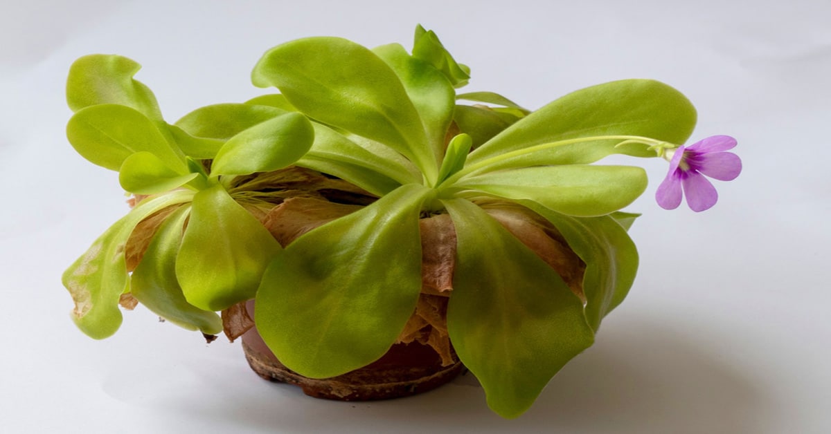 Butterworts Learn About Nature