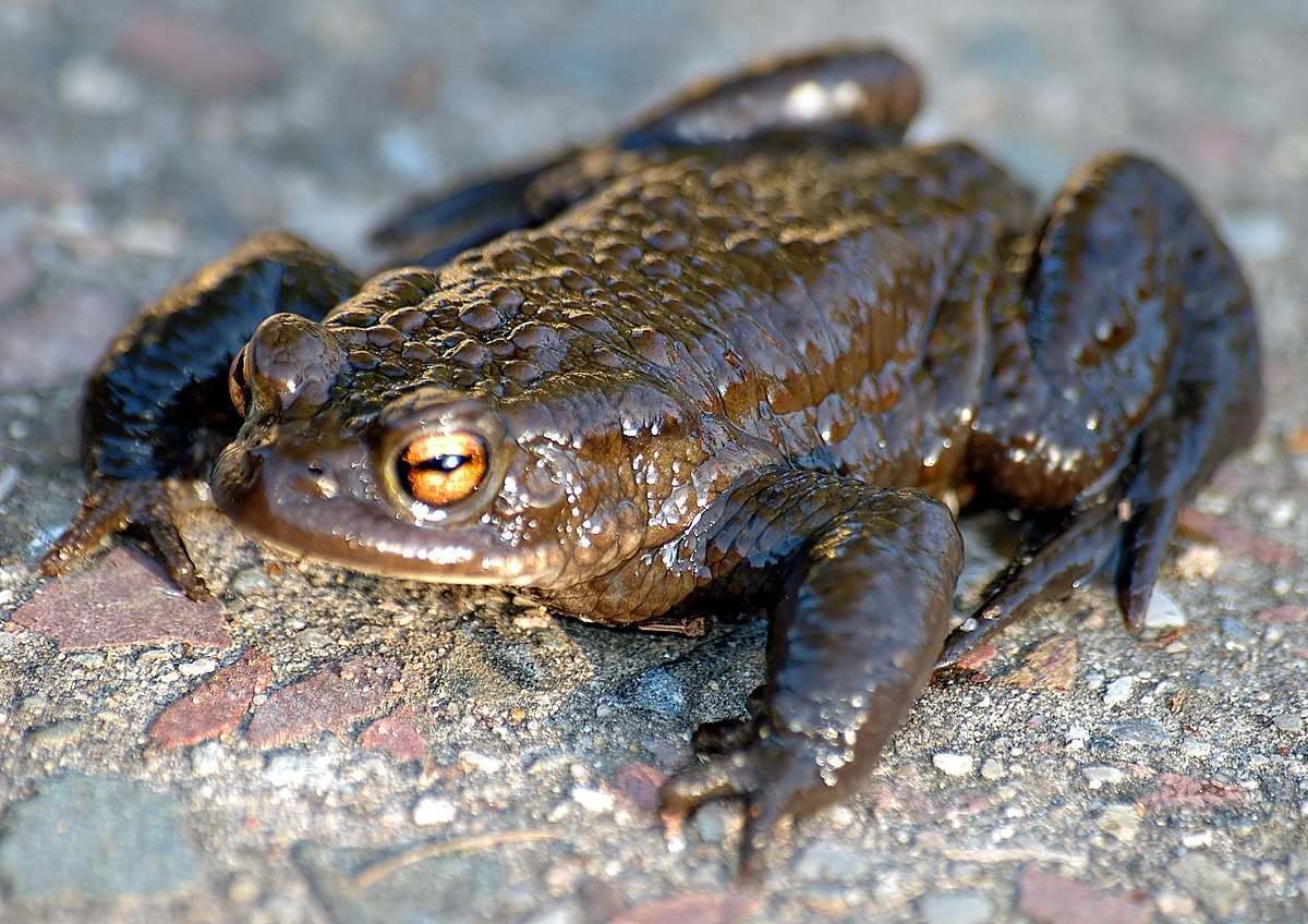 Common Toads Learn About Nature