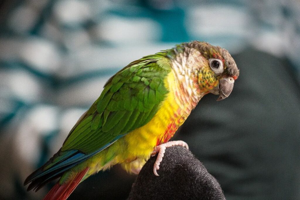 Conure Learn About Nature