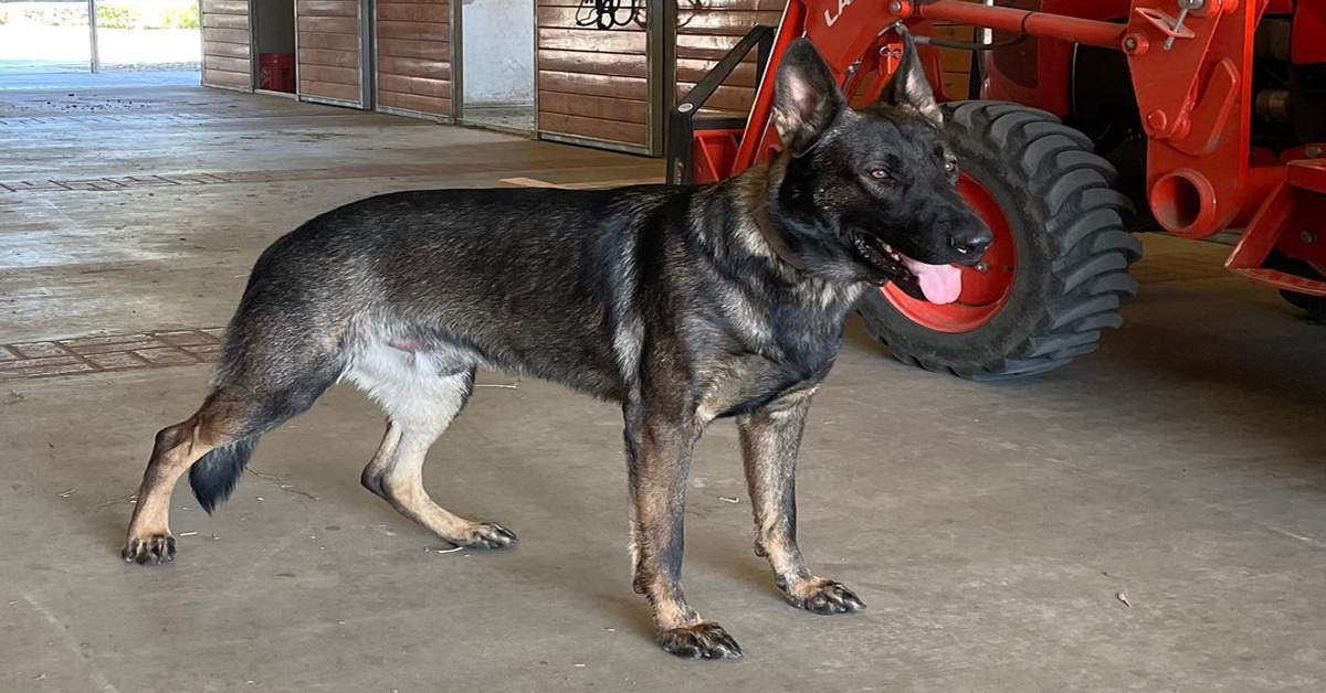 Czech German Shepherds All About Loyal & Powerful Dog Breed Learn