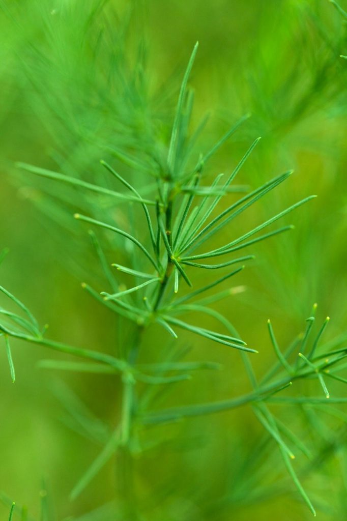 Dill Learn About Nature