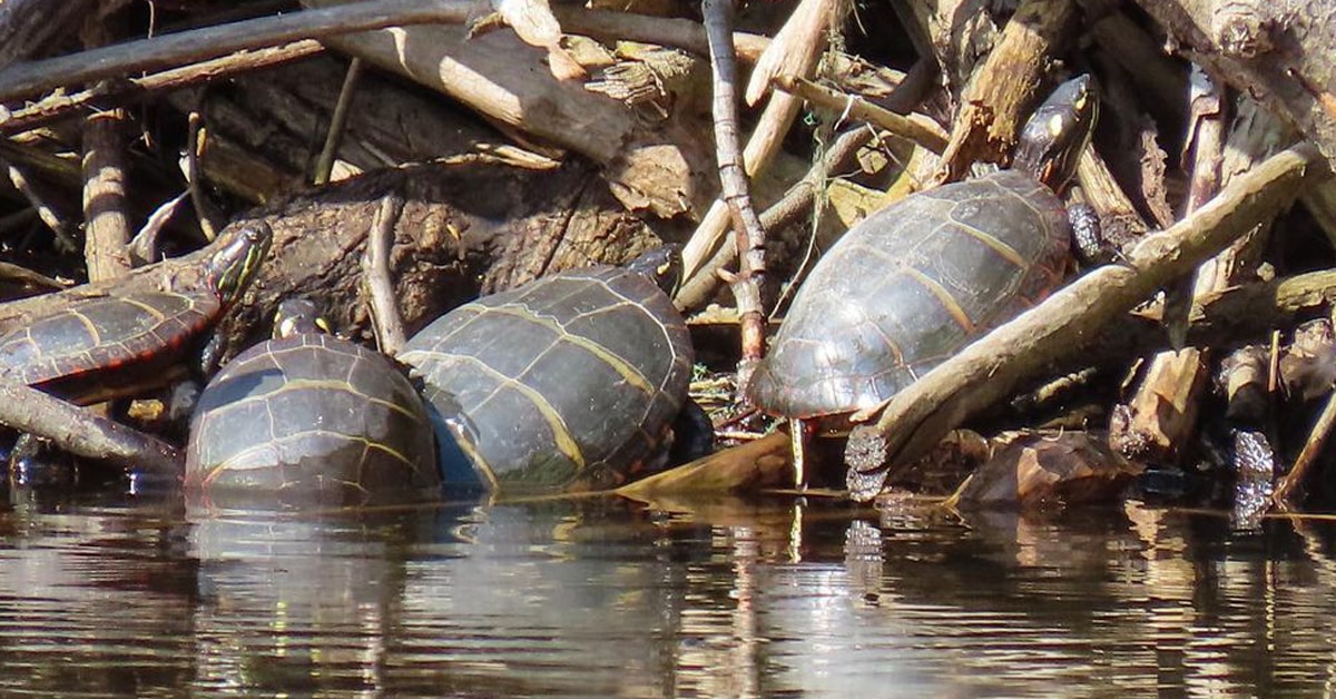 Do Turtles Hibernate? Learn About Nature