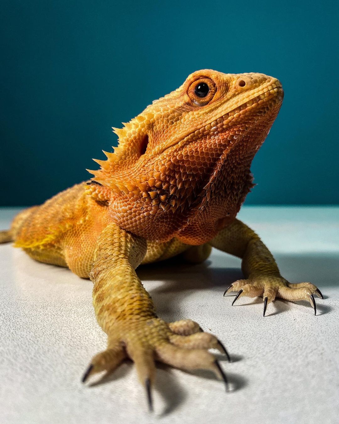 Collection 32+ Images small lizard that looks like a dragon Updated
