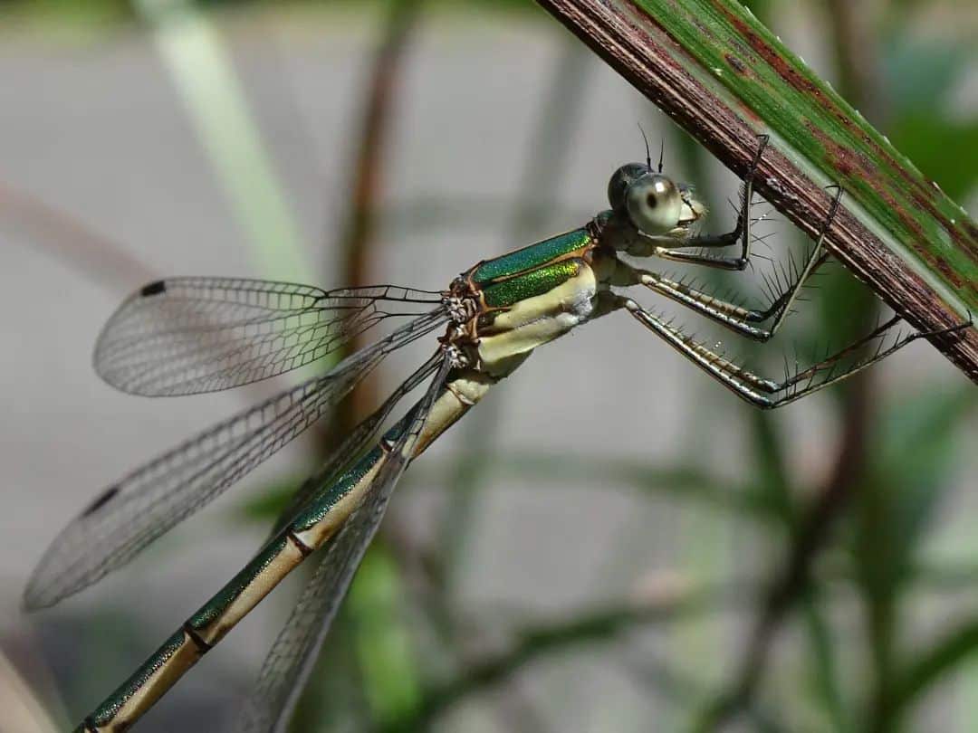 How Long Do Dragonflies Live? Learn About Nature
