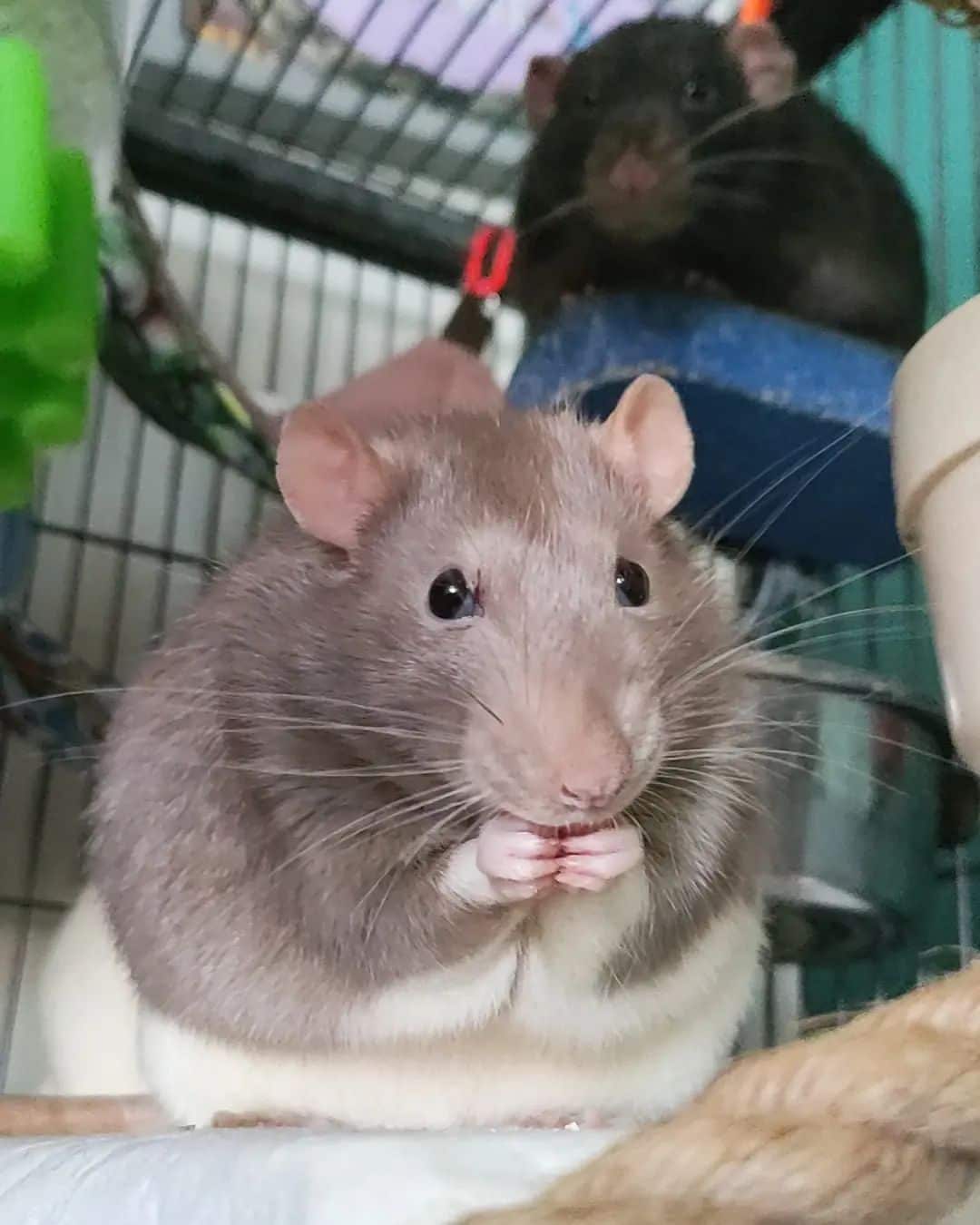 Dumbo Rat Overview, Traits, and Care Tips for Adorable Pets Learn