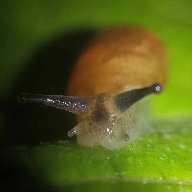 Pond Snails Complete Guide to Essential Components of Aquatic