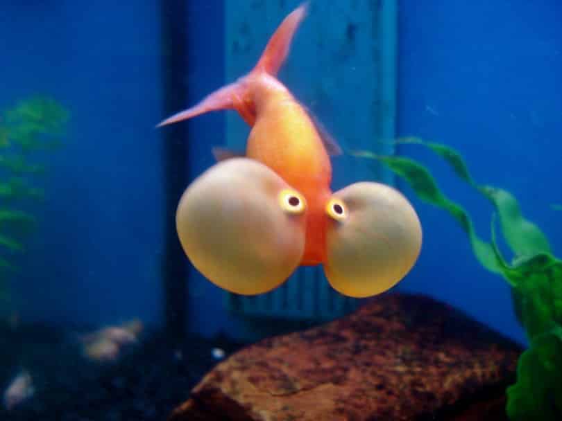 Bubble Eye Goldfish Learn About Nature