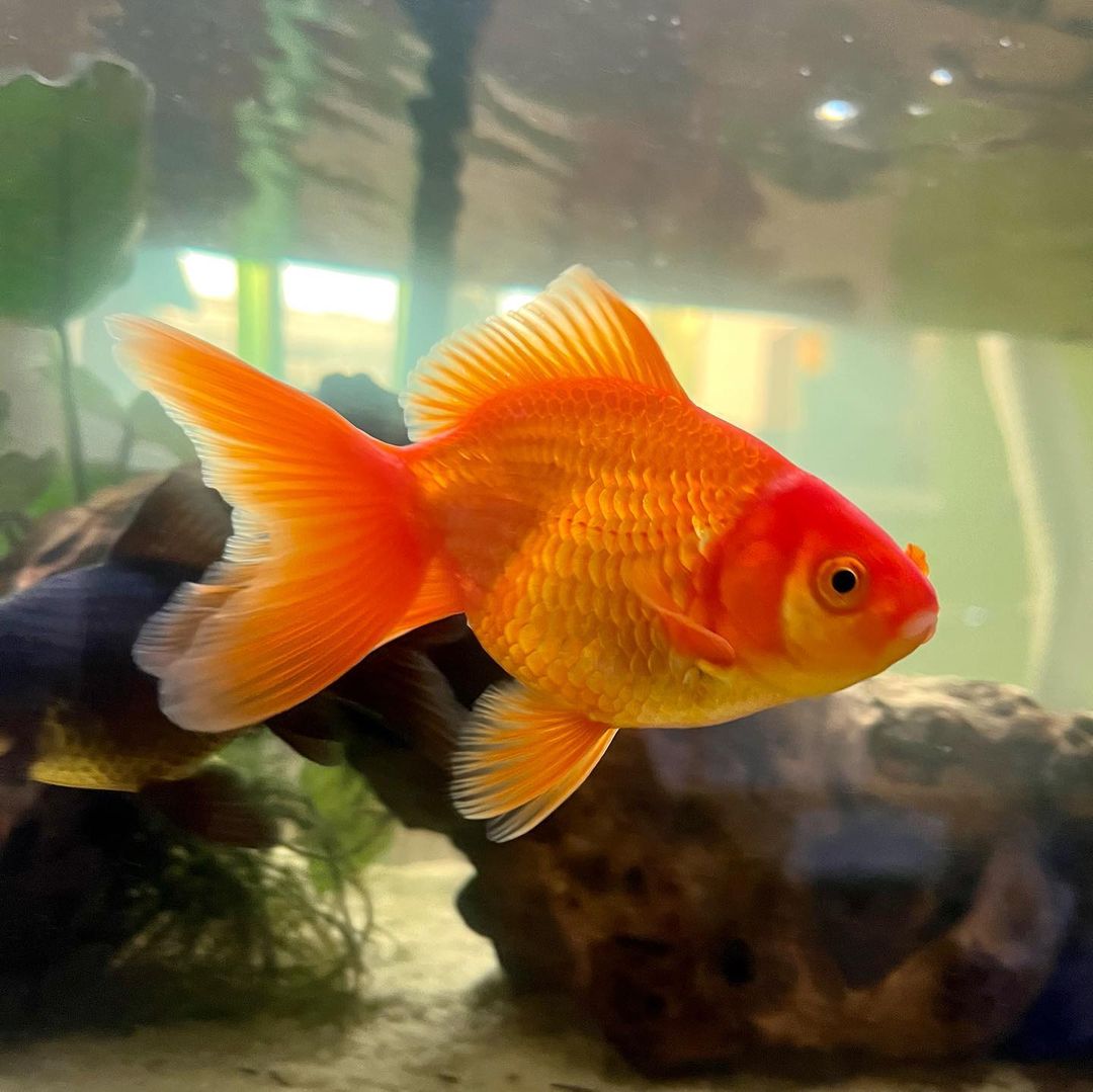 Fantail Goldfish Learn About Nature