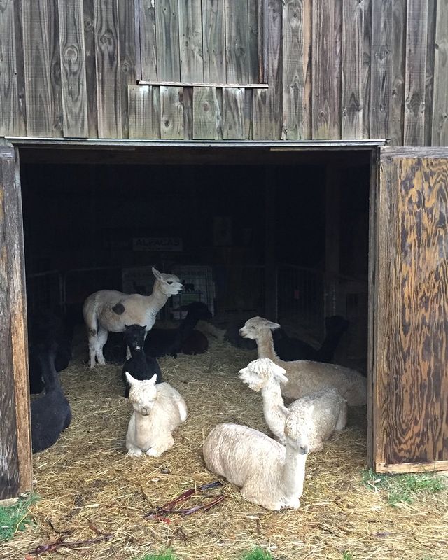 Creating the Perfect Home for Your Farm Animals with a Shed Learn