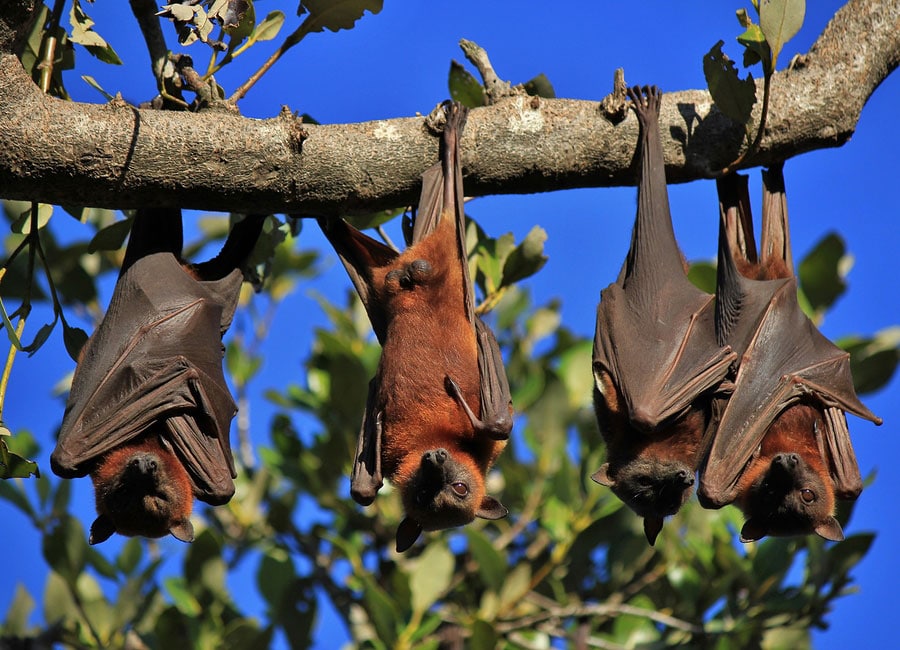 Fun Bat Facts Learn About Nature