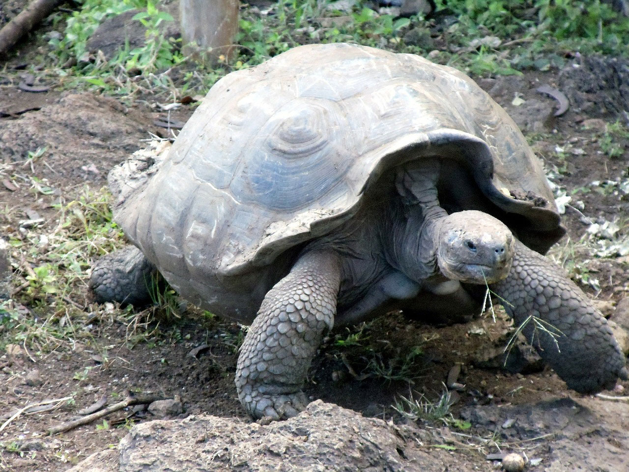 Tortoises Archives Page 6 of 6 Learn About Nature