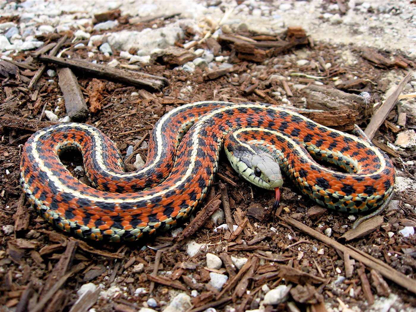 GarterSnake Learn About Nature