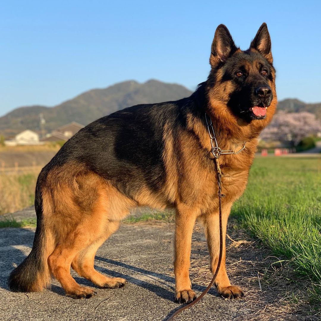 German Shepherd Lifespan & Tips On How to Keep Them Healthy Learn