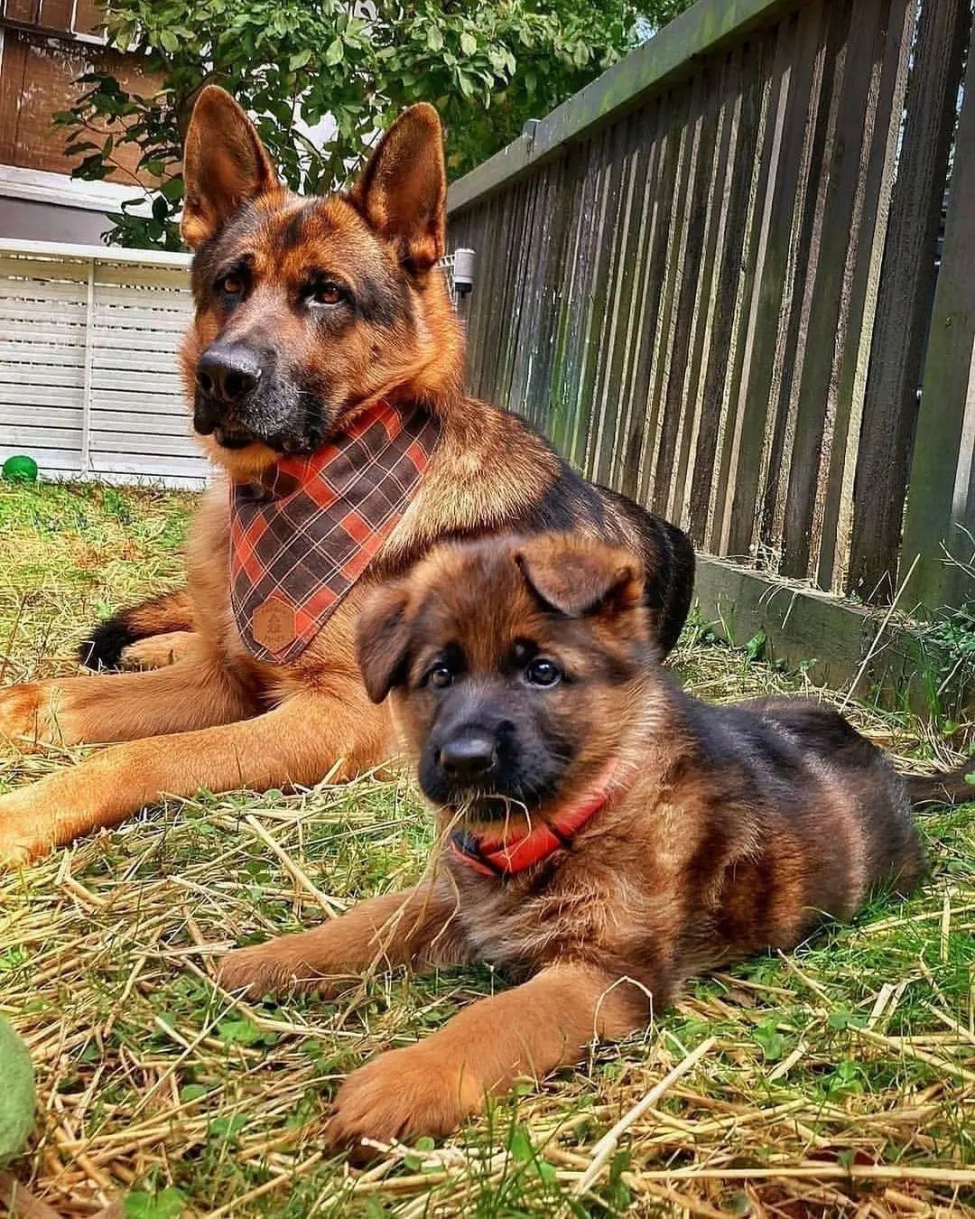 German Shepherd Lifespan & Tips On How to Keep Them Healthy Learn