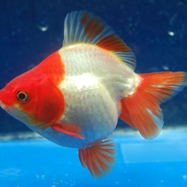 Goldfish Breeding Thorough Guidance for Successful Reproduction Learn About Nature