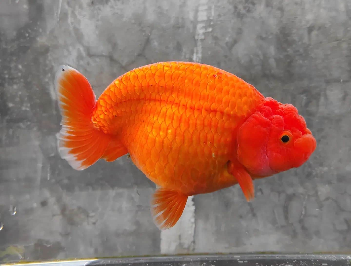 Goldfish Lifespan and Stages of Development Learn About Nature