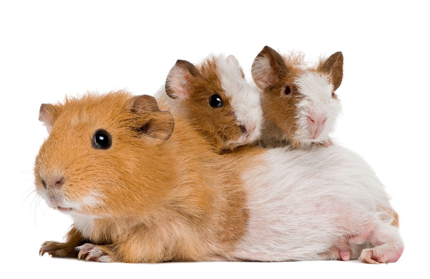 Guinea Pigs as Pets Learn About Nature