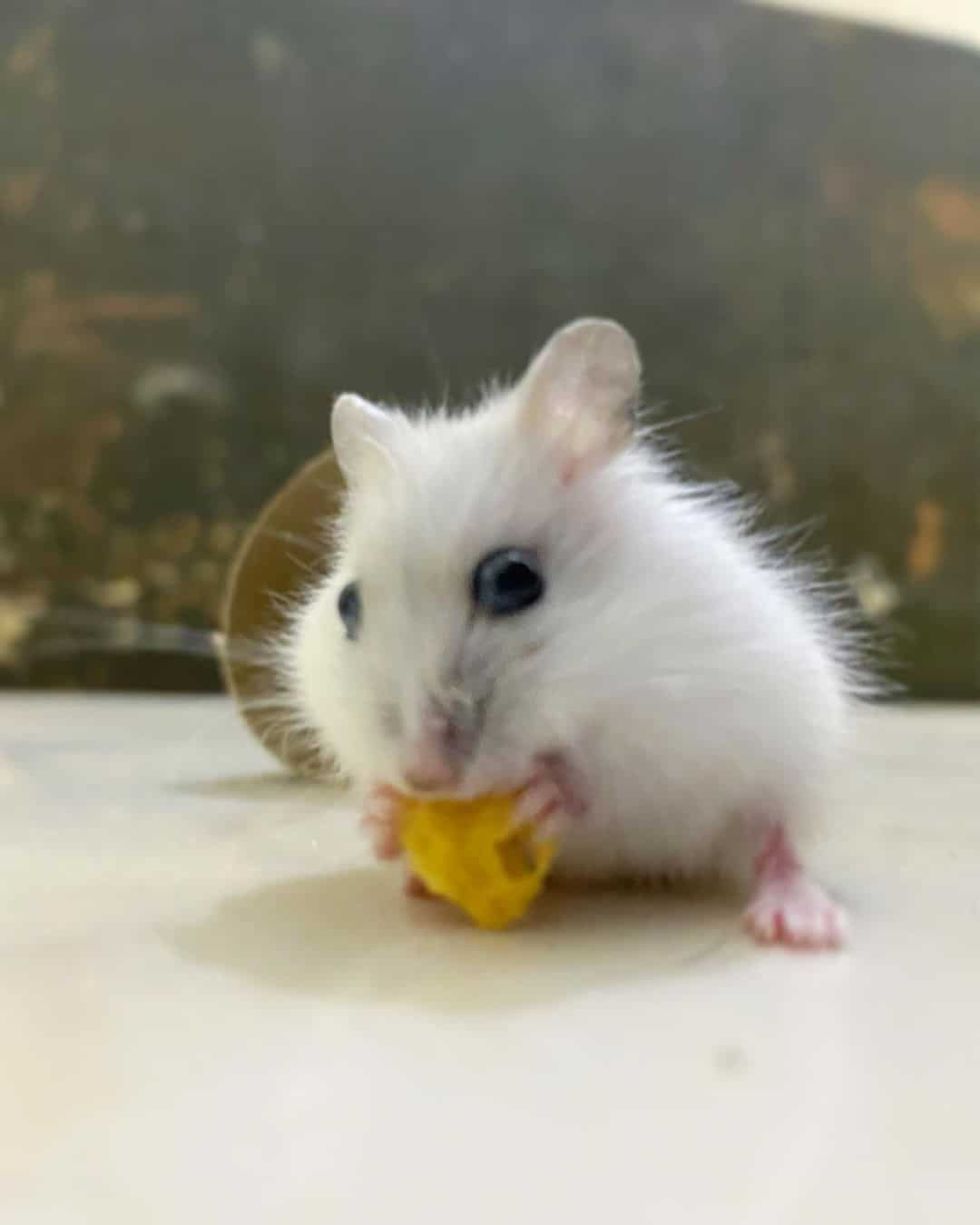 What Do Hamsters Eat? Everything You Need to Know Learn About Nature