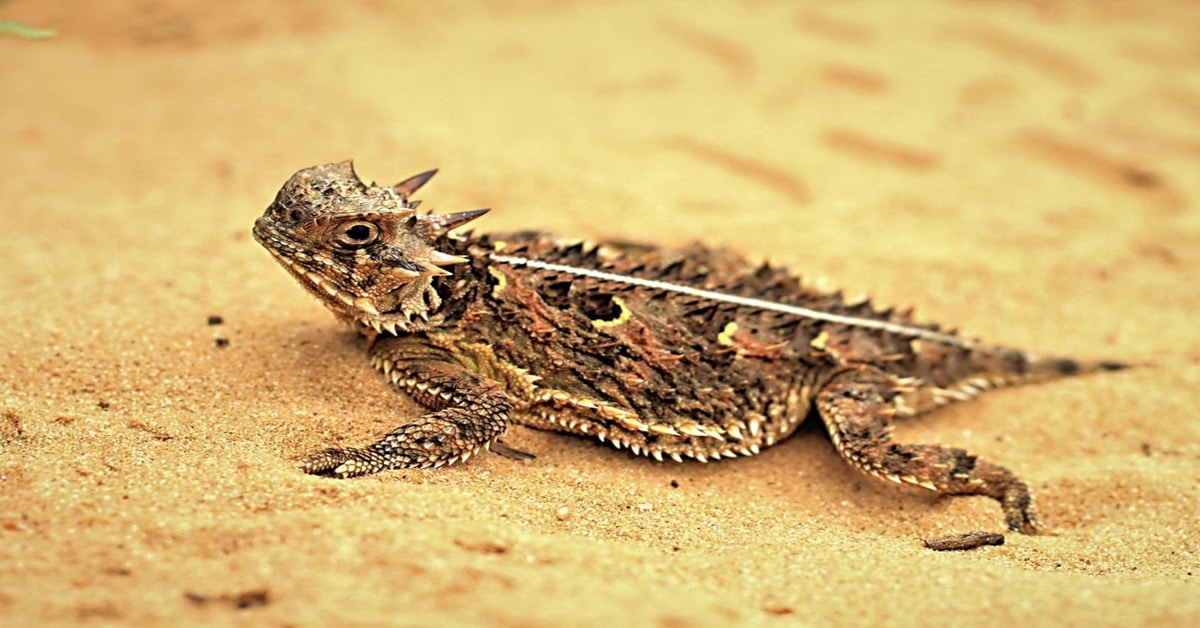 Horned Lizard Learn About Nature