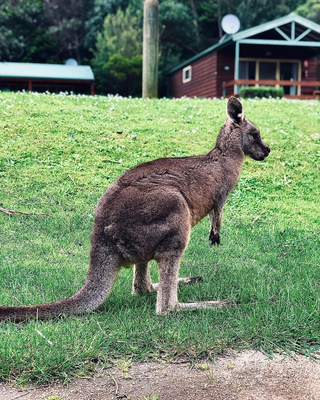 Animals That Start With K Learn About Nature