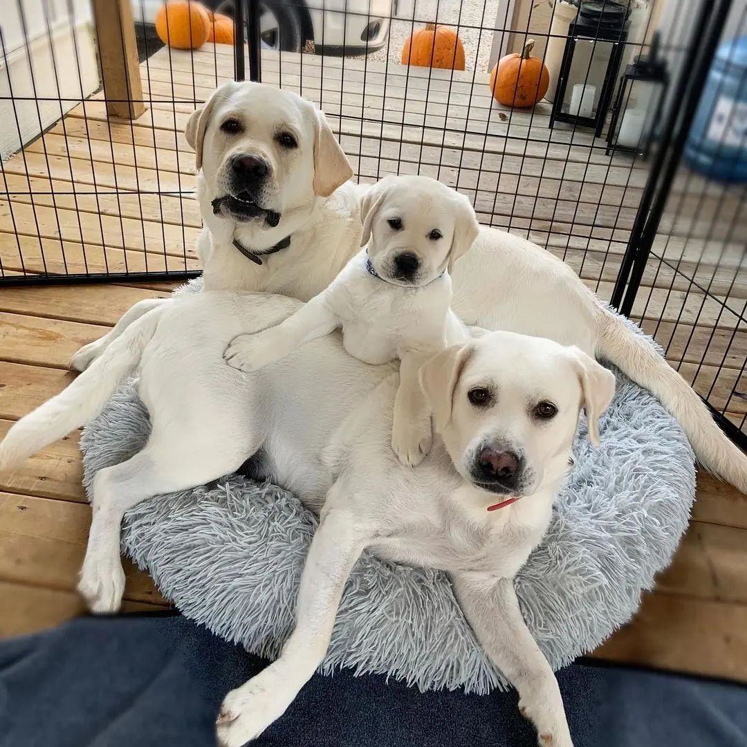 Labrador Retriever Breed Profile Learn About Nature