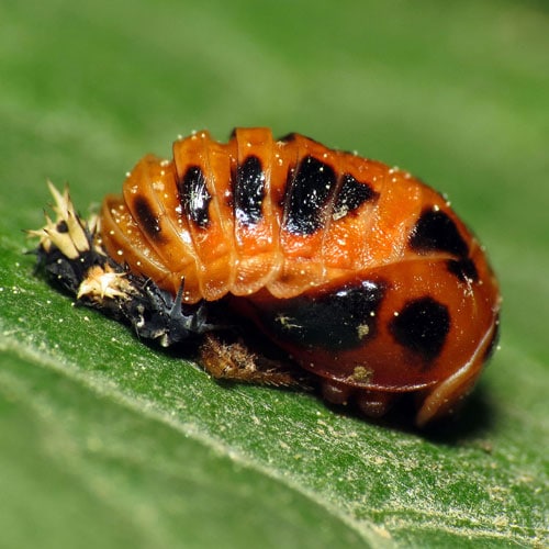 How Long Do Laybugs Live? Learn About Nature