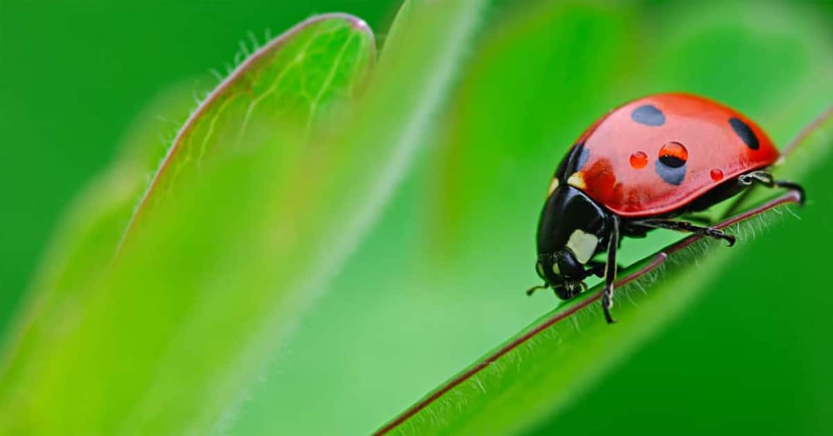 The Ladybug - Everything You Need To Know - Learn About Nature