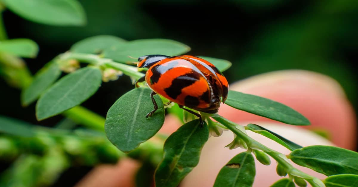 Ladybug Stripes And Other Unusual Markings? Learn About Nature