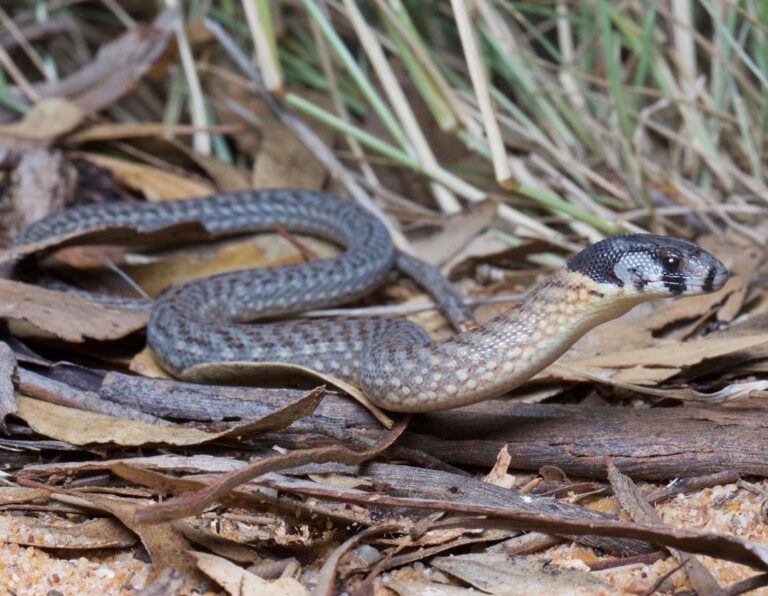 Legless Lizard Learn About Nature