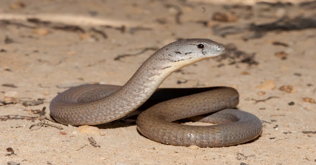 Legless Lizard Learn About Nature