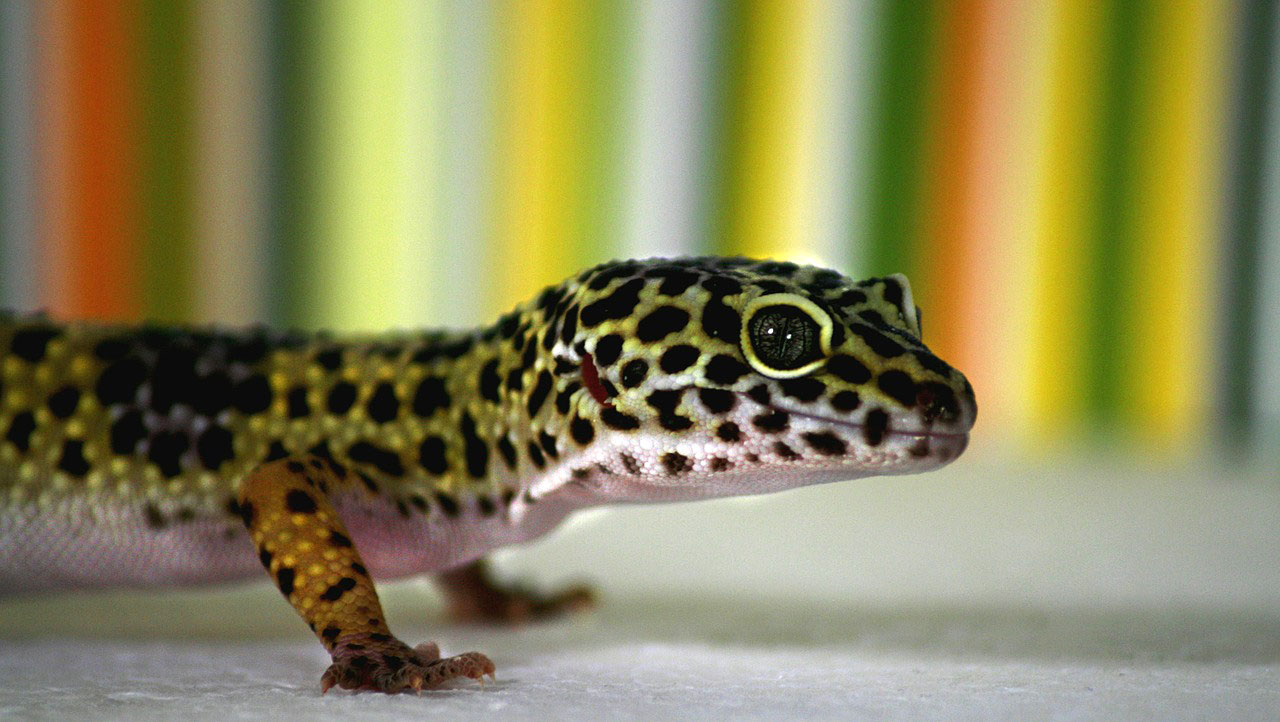 Leopard Gecko Learn About Nature