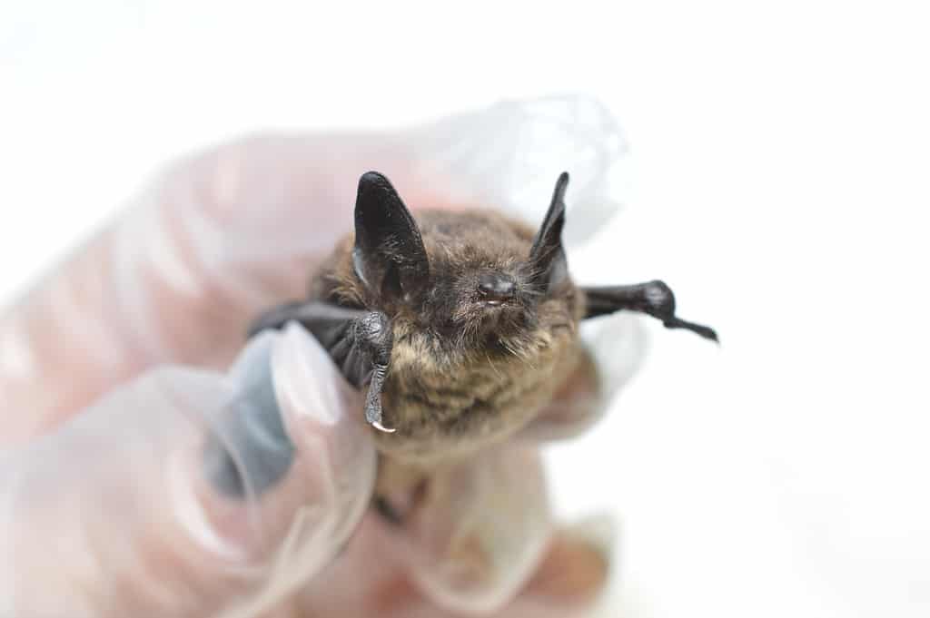 The Little Brown Bat Learn About Nature