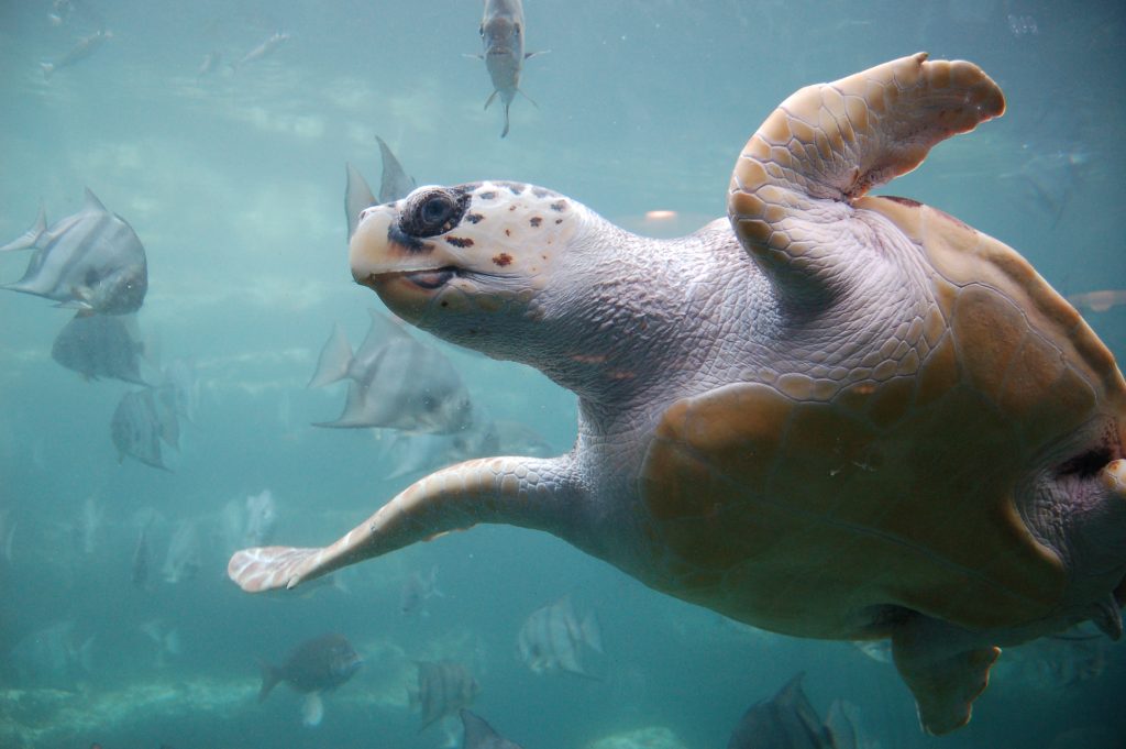 Loggerhead Sea Turtle Learn About Nature