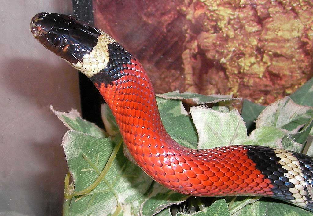 Milk Snake Learn About Nature