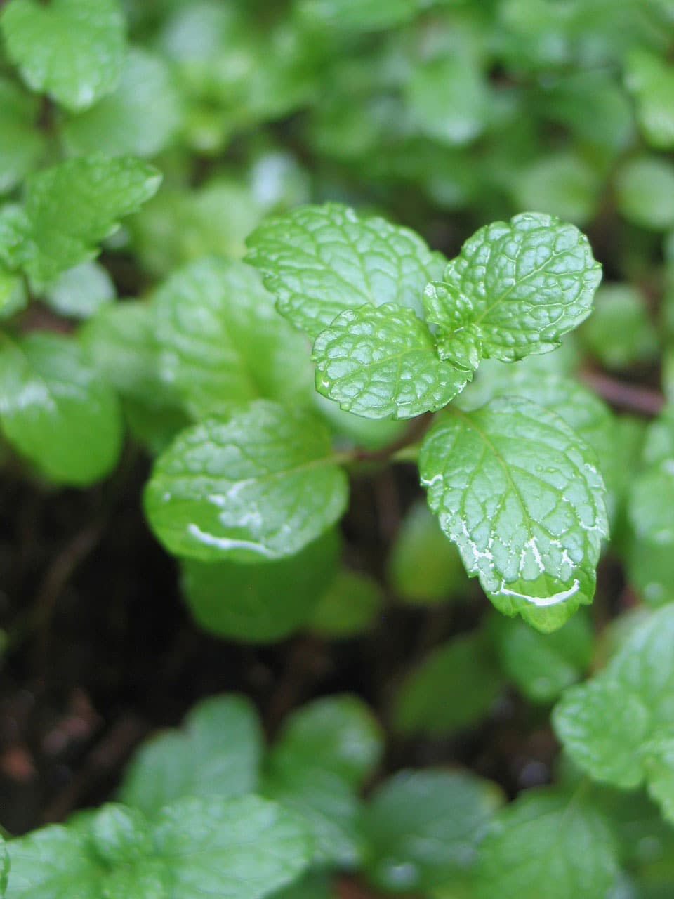 Mint Learn About Nature