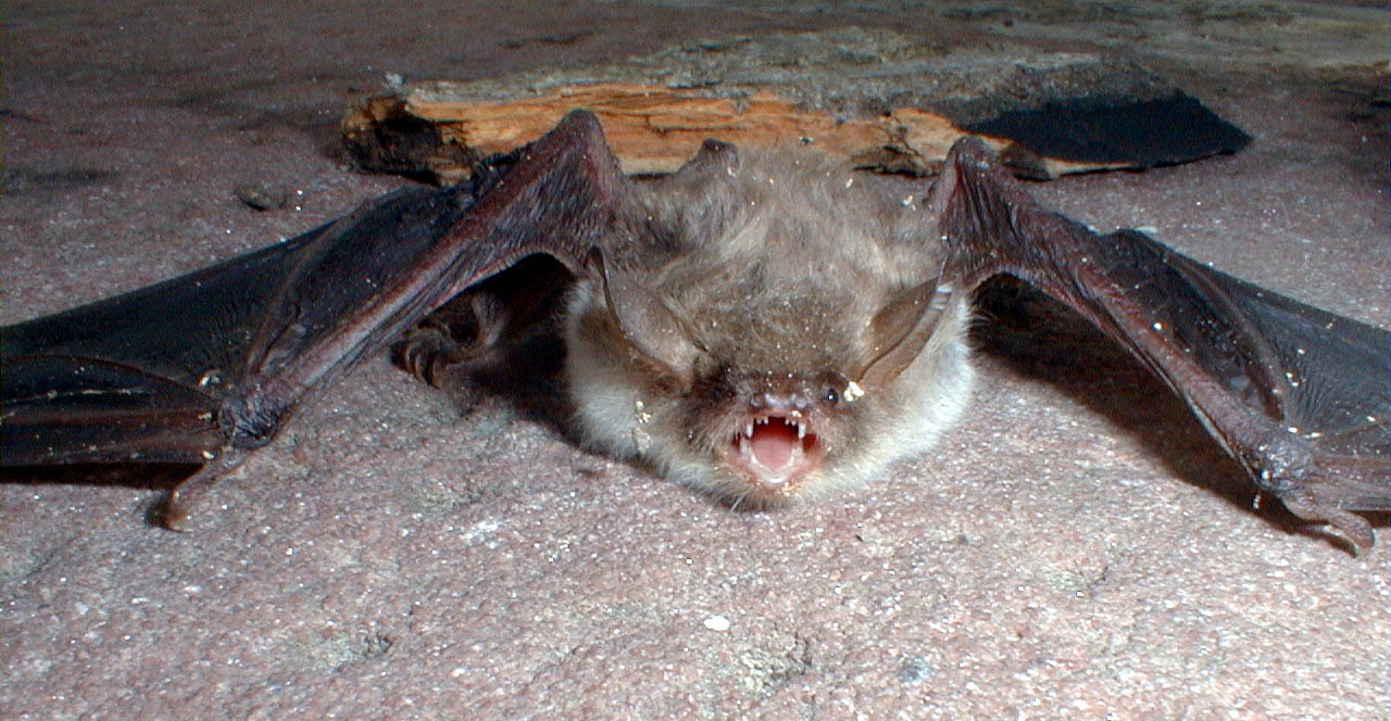 The Long Legged Bat Learn About Nature