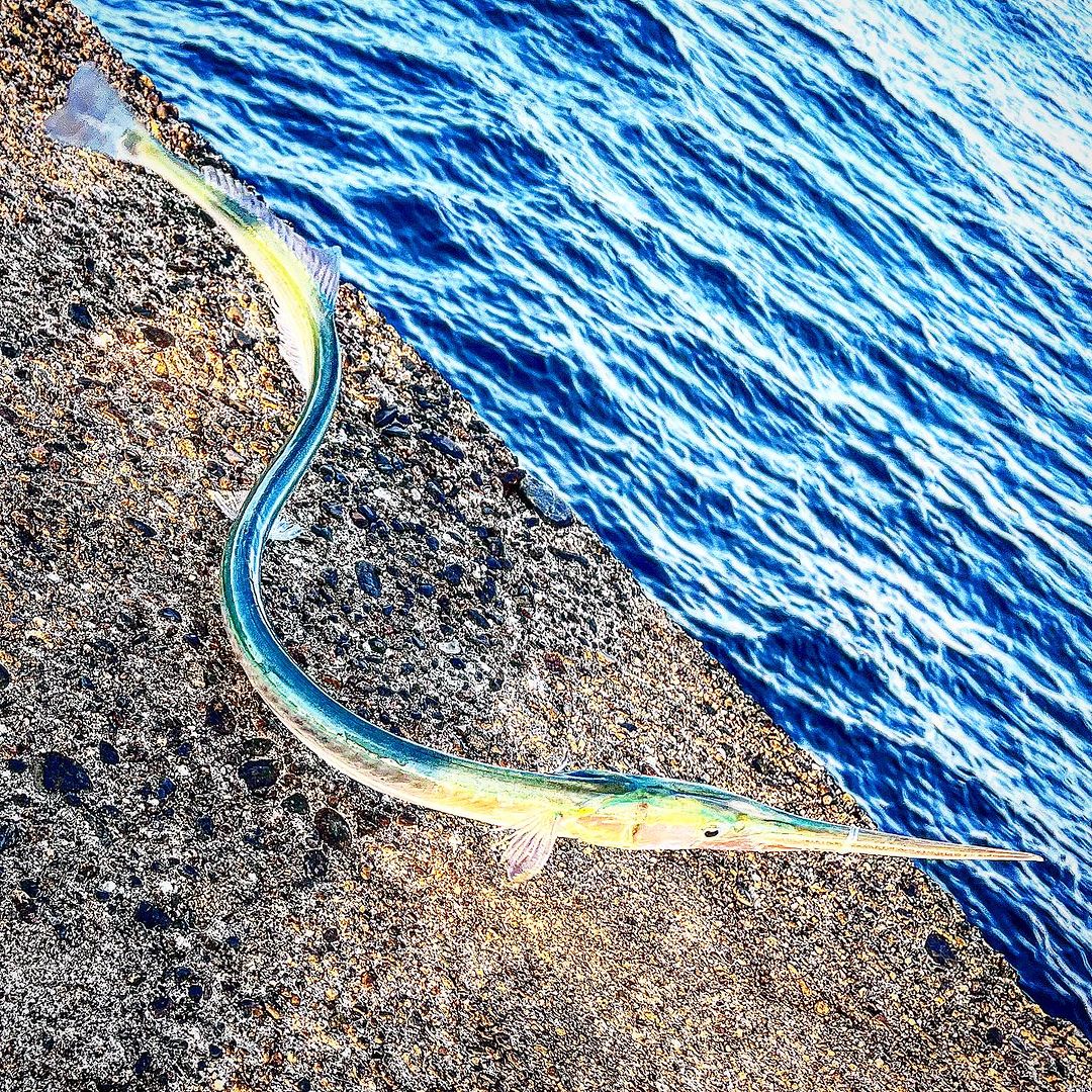 Needlefish Everything About the Mysterious Resident of the Ocean