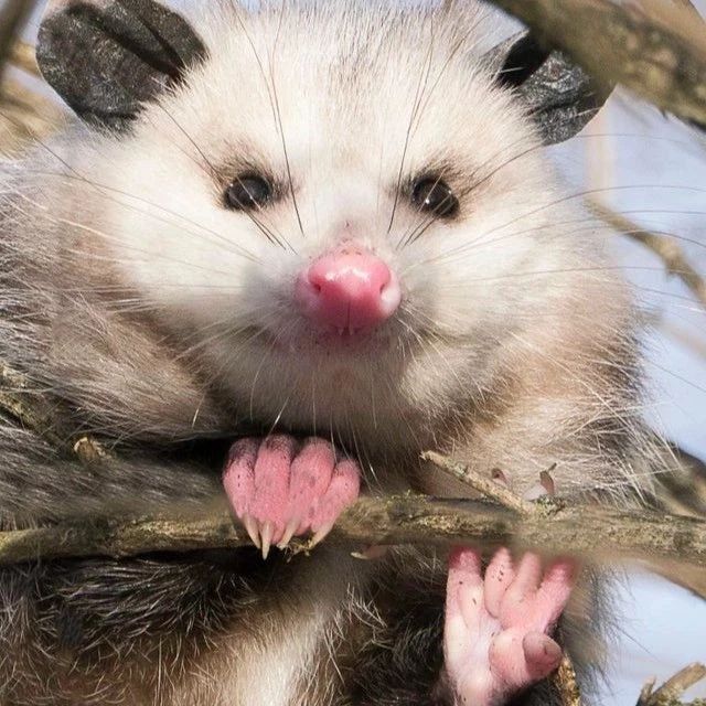 Animals That Start With O Learn About Nature