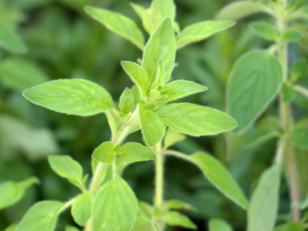 Oregano Learn About Nature