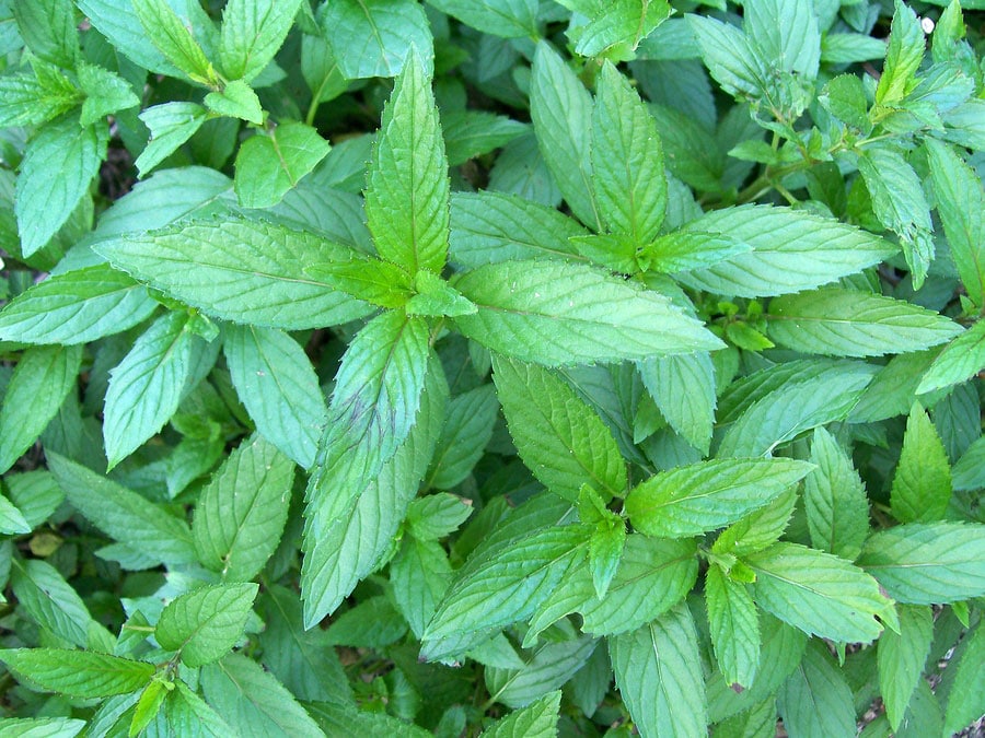 Pepper Peppermint Learn About Nature