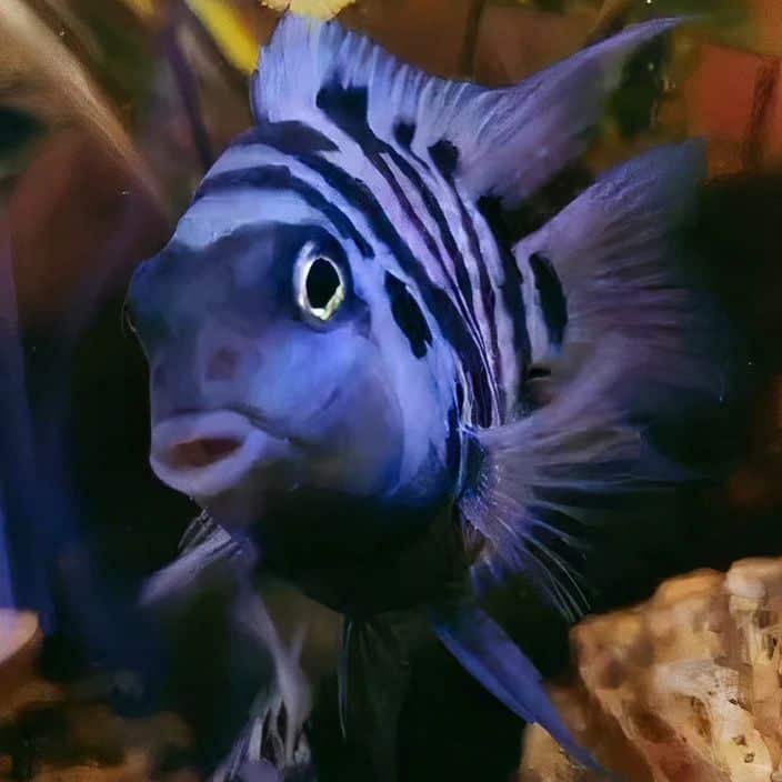 Polar Parrot Fish A Detailed Guide for Breeding, Diet, and