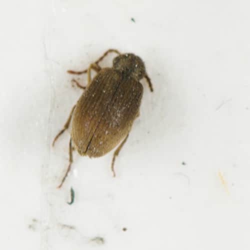 Spider Beetles Learn About Nature