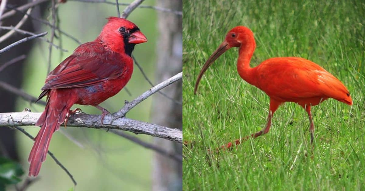 Red Birds 8 Of The Most Iconic & Science Behind Their Color Learn