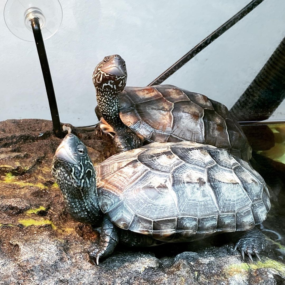 Reeve's Turtles Learn About Nature