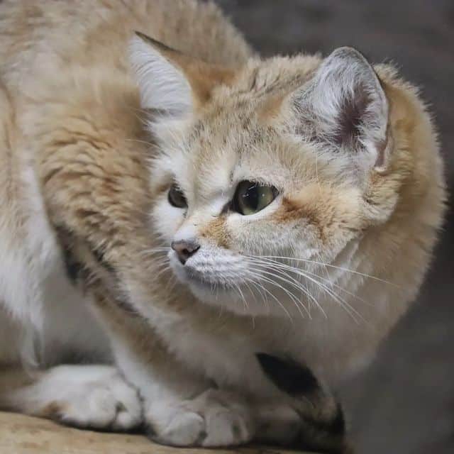 Where Do Cats Live? Explore the Environmental Patterns of Feline Realm