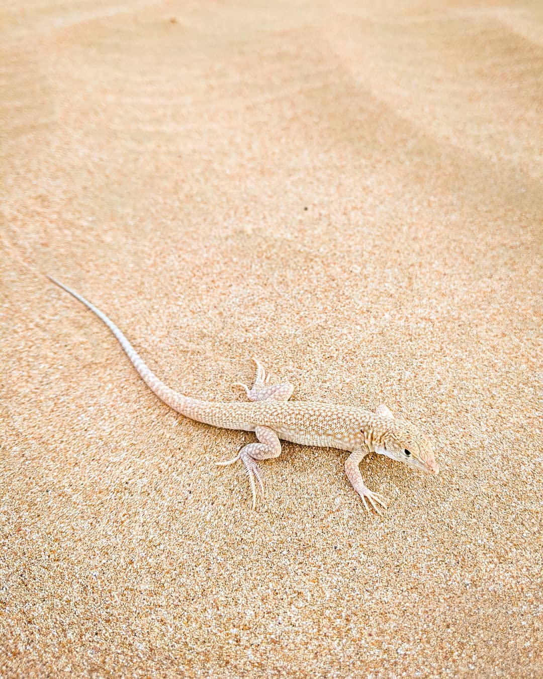 Sand Lizard Learn About Nature