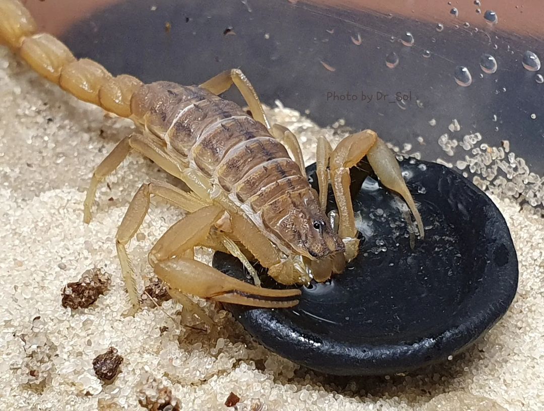 5 Deadliest Animals In Nevada That Will Take Your Breath Away Learn