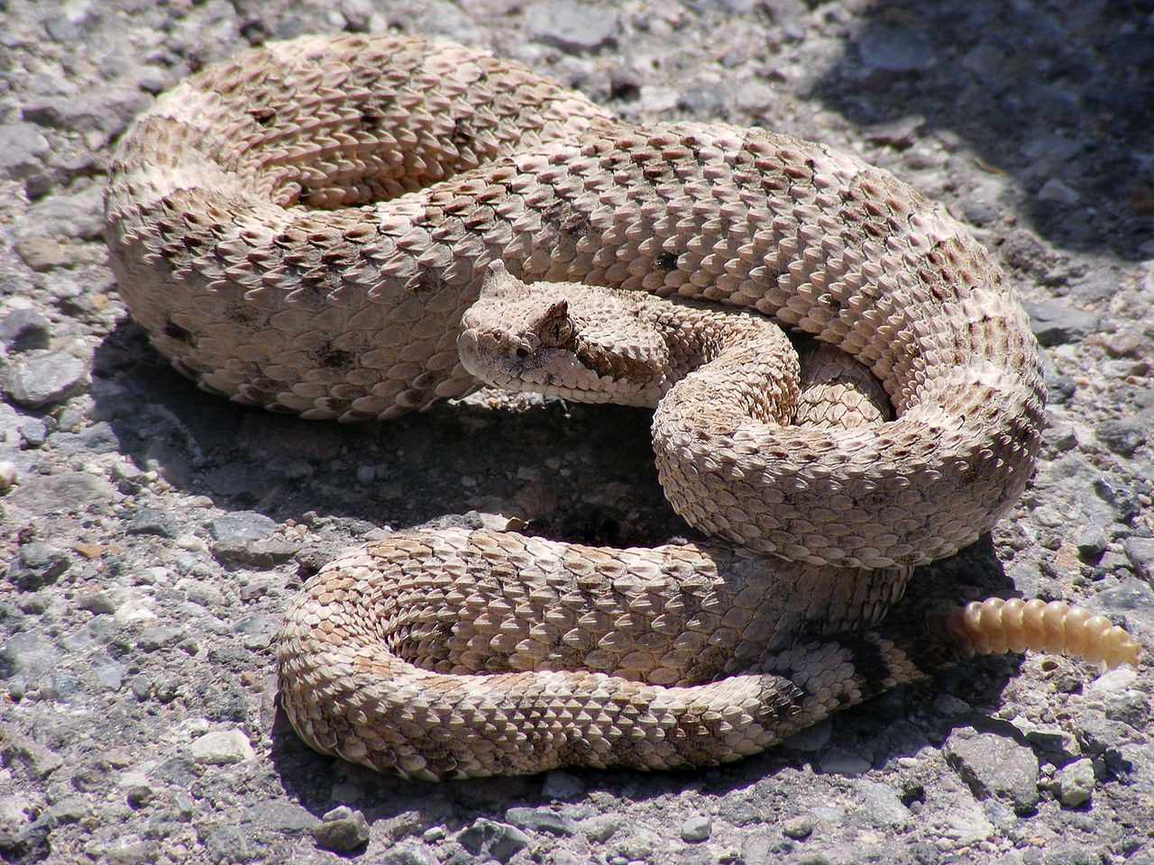 Sidewinder Snake Learn About Nature