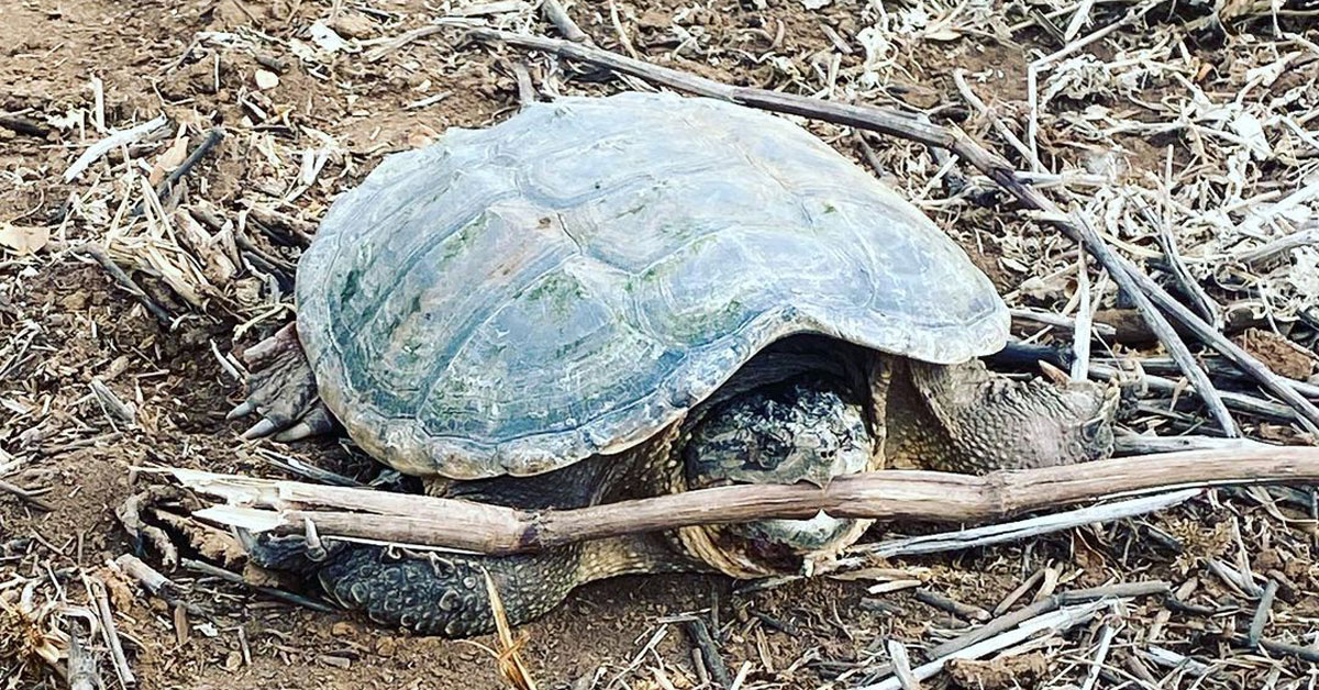 Alligator Snapping Turtle Eating Mice